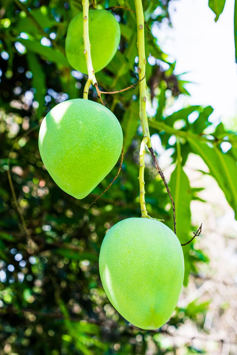 mango, árbol de mango, frutas, fruta, mango verde, color verde, comida, comida y bebida, planta, alimentación saludable