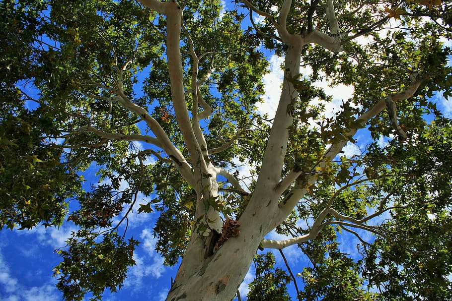 plane tree, cottonwood, poplar, tree, plane, trunk, white, foliage, green, summer