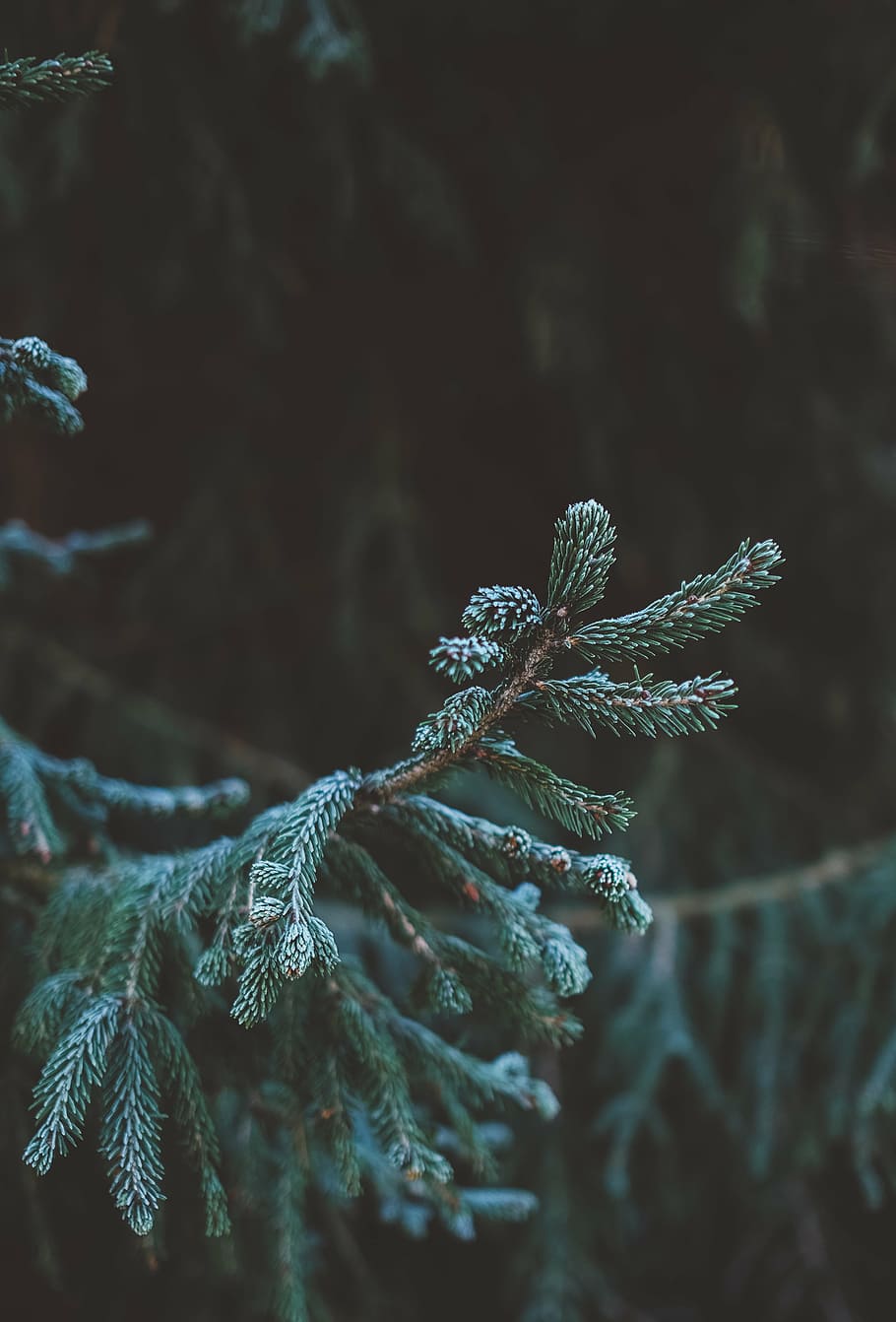 green leaves, plants, tree, pine, forest, nature, green, black, winter, snow