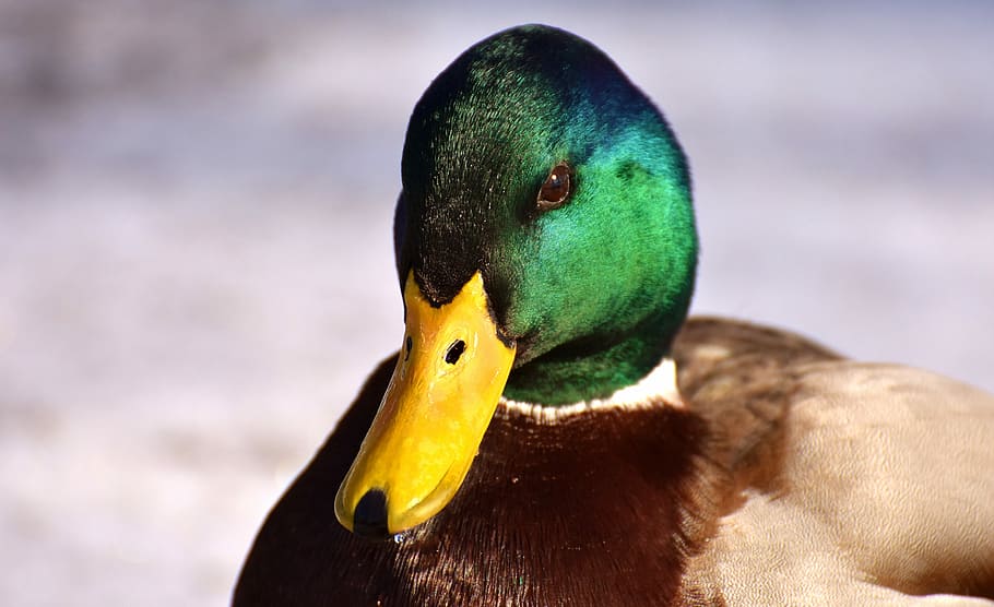 shallow, focus mallard duck, mallard, males, bread, eat, snow, winter, water bird, bill