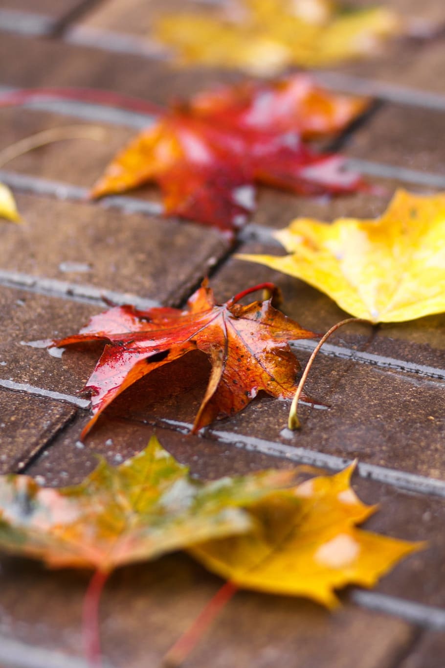 sheet, autumn, wet sheet, golden autumn, autumn leaves, autumn nature, red leaves, fall colors, leaves, yellow leaves