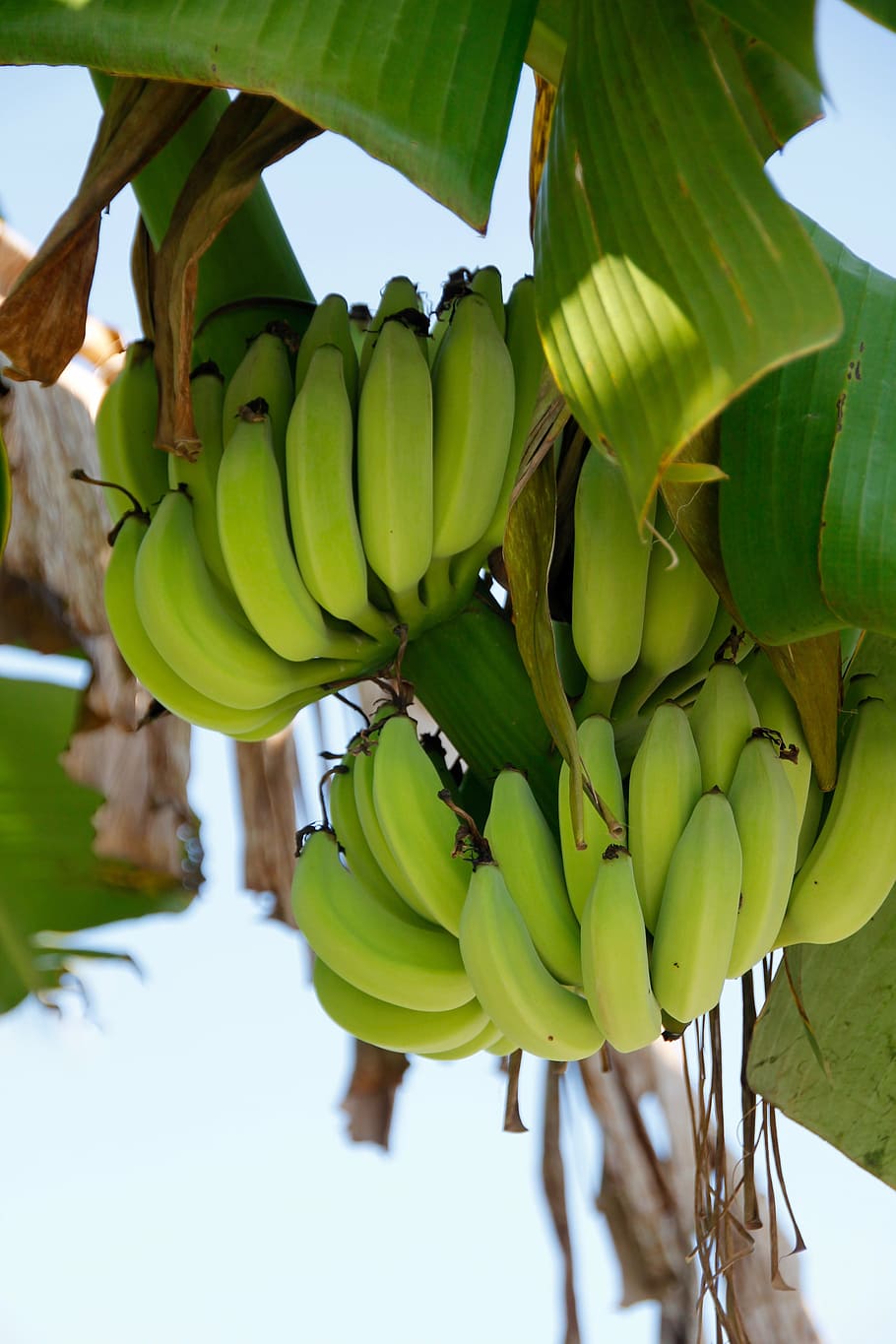 semak, pisang, tanaman pisang, buah, tangkai, pohon pisang, obstbanane, tropis, semak pisang, pisang kecil