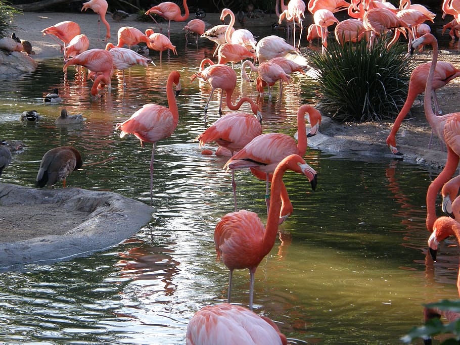 フラミンゴ 鳥 ピンク 自然 水 野生の動物 動物のテーマ 脊椎動物 動物 野生動物 Pxfuel