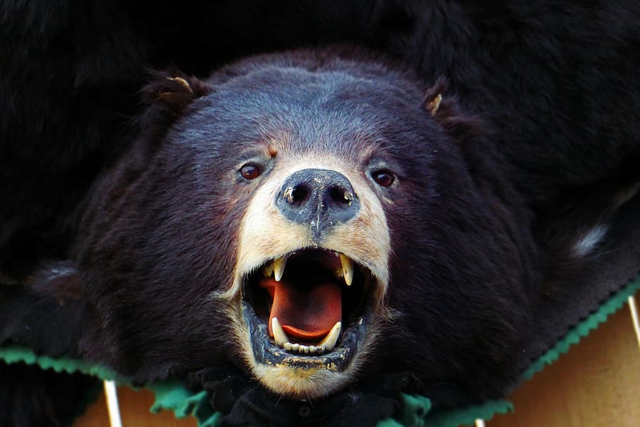 fotografi jarak dekat, grizzly, beruang, kepala, beruang coklat, beruang hitam, hewan, dummy, replika, wajah