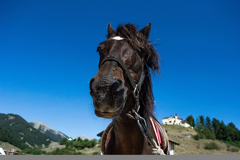 kuda, gunung, kuda betina, anak kuda, hewan, alam, kuda nil, l'aquila, italia, berkuda