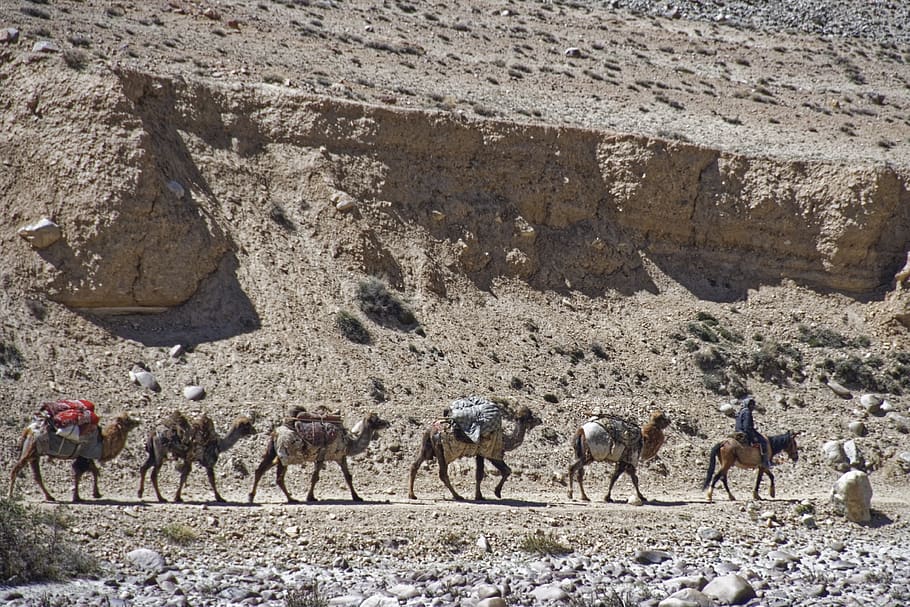 caravan, dromedaries, animals, camels, desert ship, creature, mammals, nature, fur, afghanistan