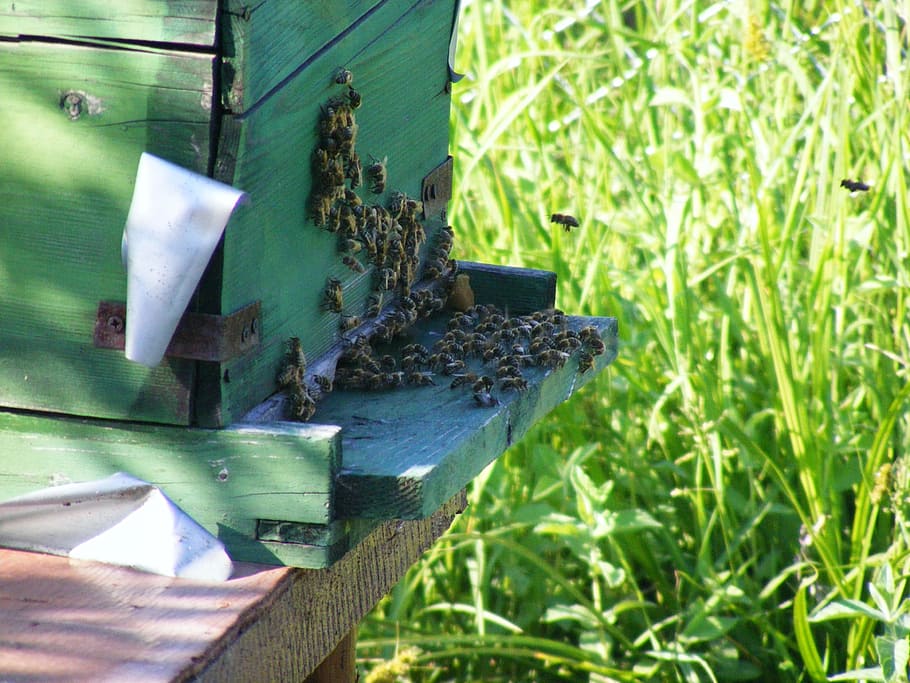 Bees, Hive, Beehive, Swarm, Insects, flying, honey, beekeeping, farm, organic
