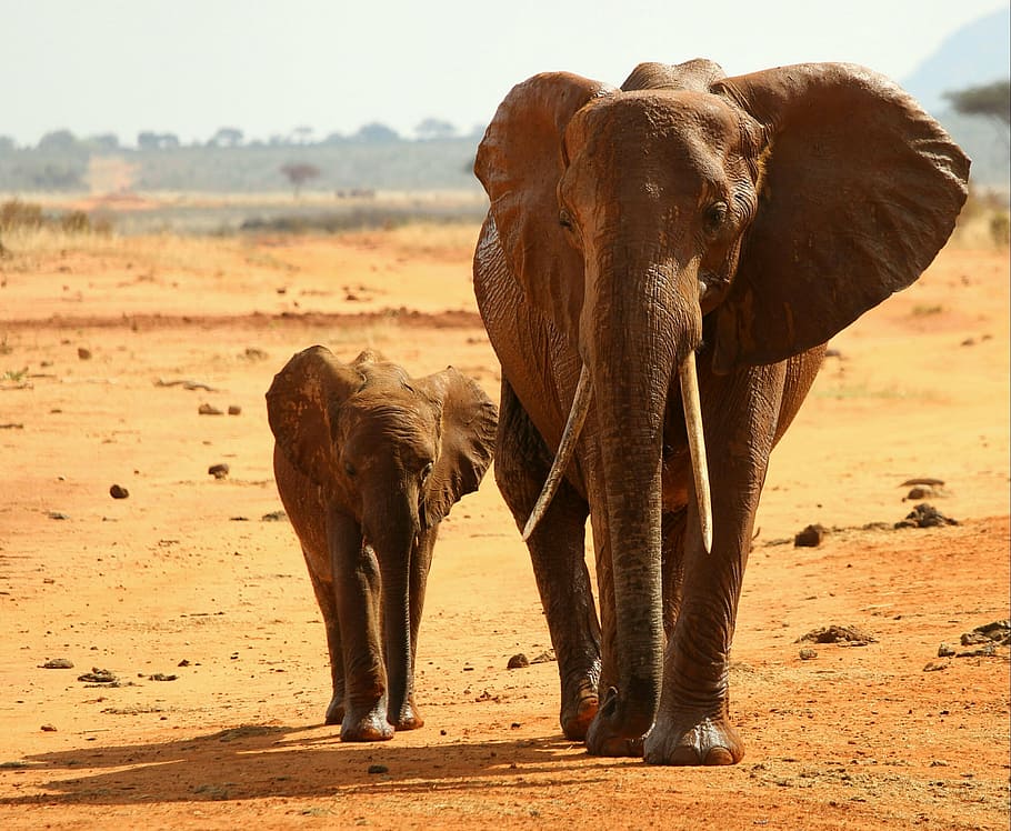gajah, anak kecil, gurun, afrika, taman nasional, hewan di alam liar, hewan liar, dua hewan, hewan, hewan betina