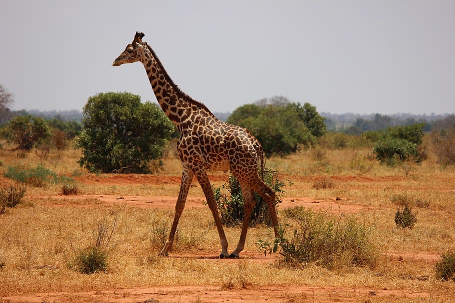 jirafa en tierra, jirafa, kenia, tsavo, mamífero, sabana, safari, áfrica, safari Animales, vida silvestre