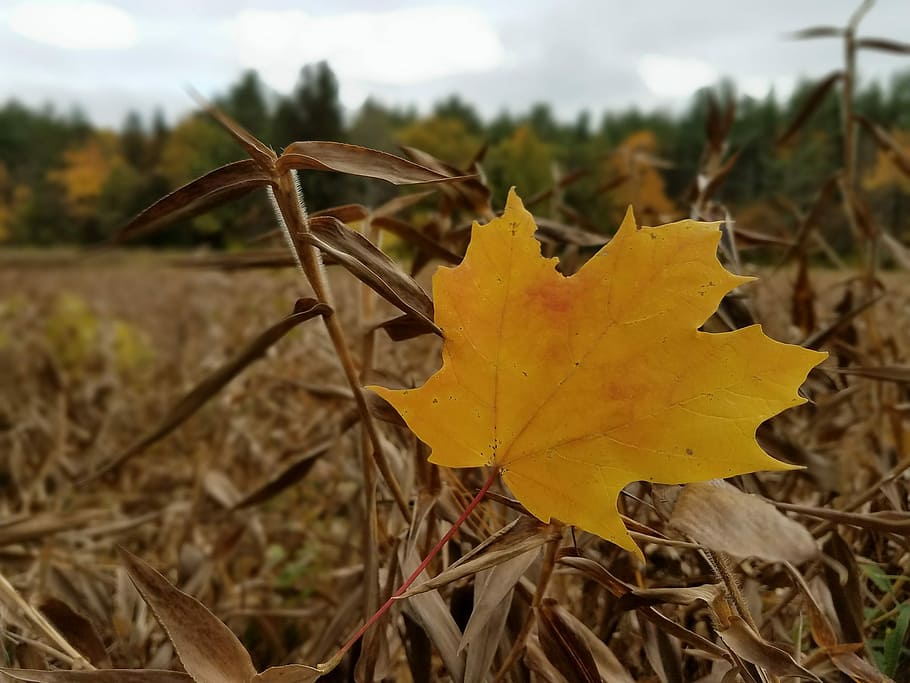Field, Hay, Nature, Leaf, Fall, meninggalkan, yellow, autumn, bagian tanaman, daun