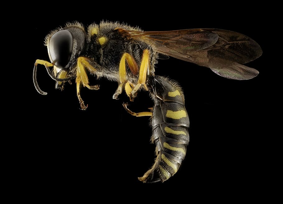 yellow, black, wasp, yellow jacket, bee, nature, insect, macro, close up, stinger