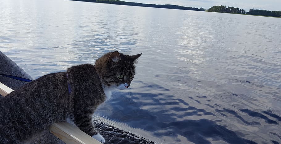 Sailor, Cat, body of water, tabby, pets, domestic, mammal, animal, one animal, domestic animals