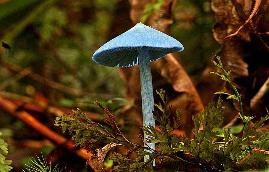 Entoloma, blue mushroom near tree, plant, growth, mushroom, fungus, vegetable, land, nature, close-up
