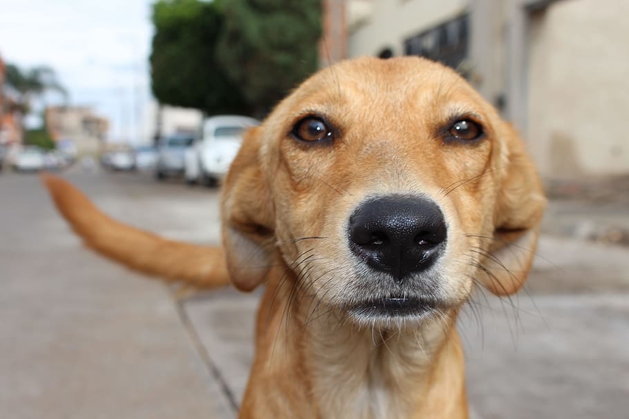 fotografi makro anjing berlapis pendek, coklat, Anjing, Penyalahgunaan Hewan, Jalan, Cinta, hewan, kasih sayang, hidung, fokus