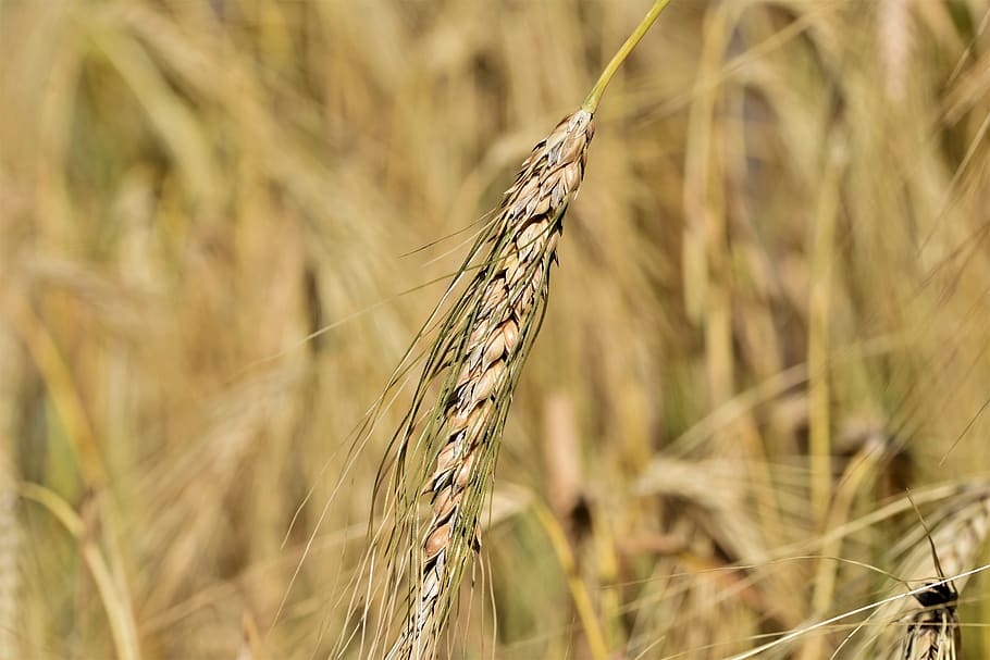 winter wheat, wheat, cereals, wheat field, cornfield, field, spike, grain, agriculture, crop