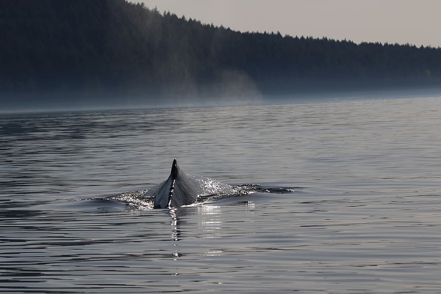 humpback, whale, whales, bc, west coast, vancouver island, ocean, mammal, pacific, water