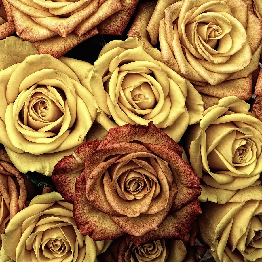 yellow, brown, rose, roses, flower, love, red, plant, valentine, color
