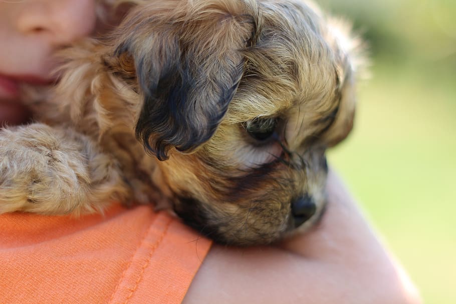 puppy, brown puppy, pet, animal, cute, young, adorable, small, pup, shichon
