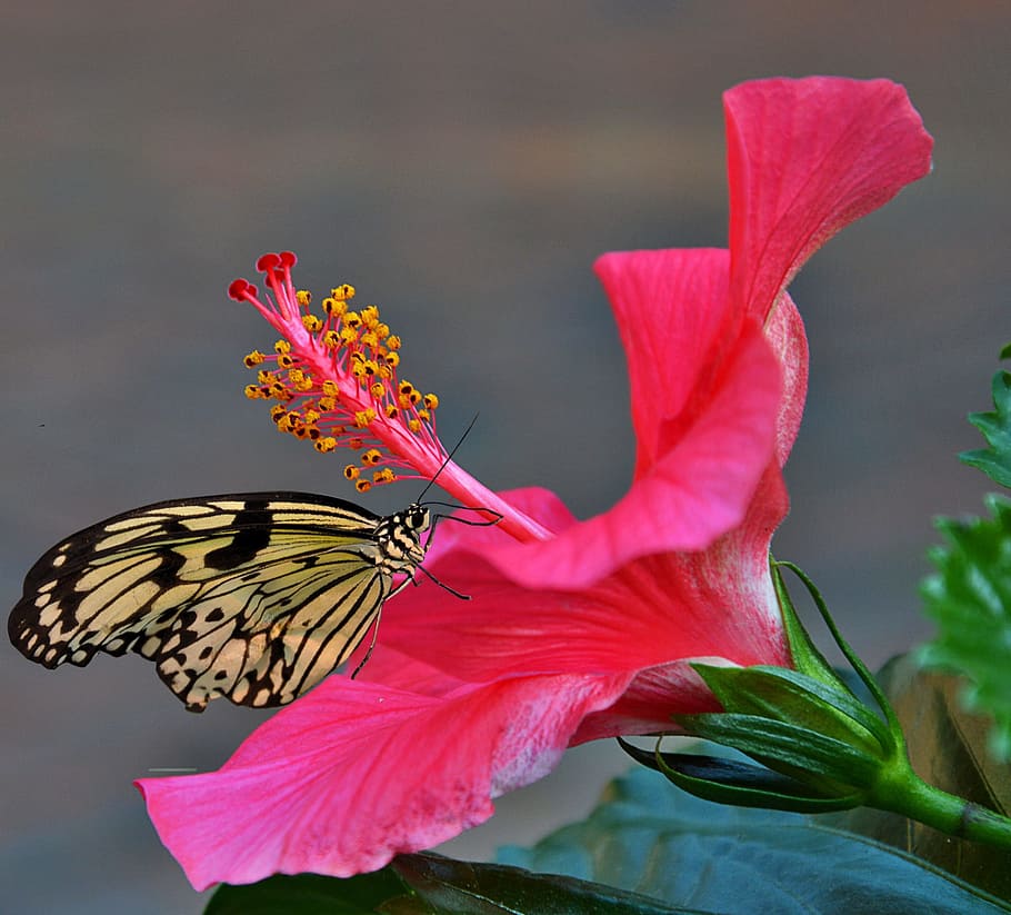 paperkite butterfly, perched, pink, hibiscus, gold and black, black butterfly, flower, hibiscus flower, red, pistil