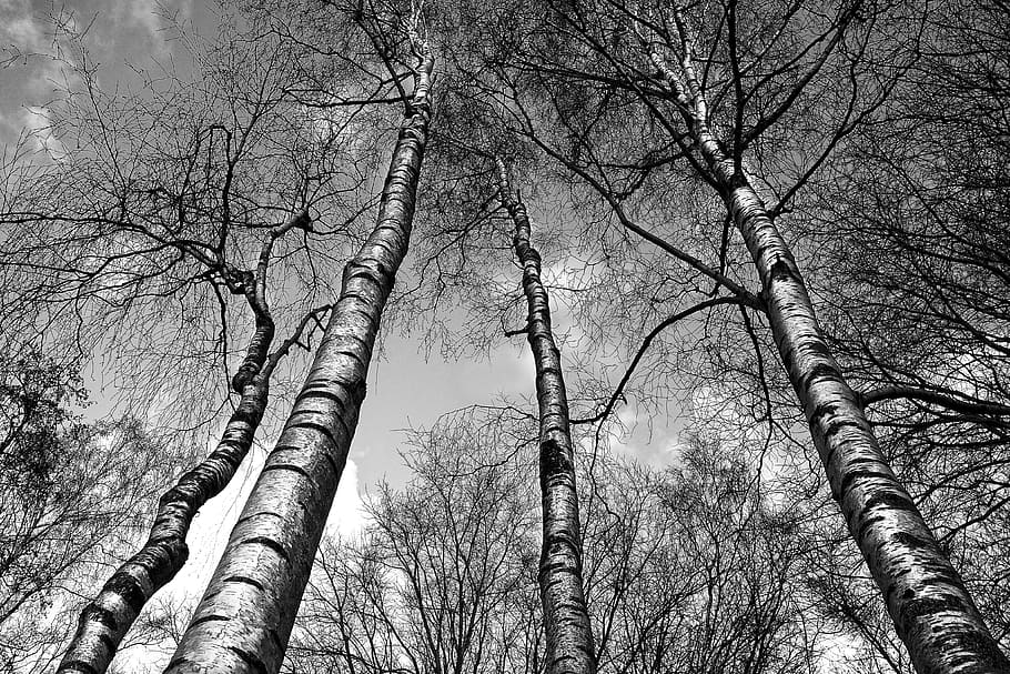 leafless tree, birch, birch trees, trunk, white, bark, white bark, tall, slender, rising up