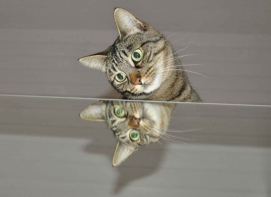 коричневый, полосатый, кошка, ищу, зеркало, коричневый полосатый кот, полосатый кот, глядя вниз, животный мир, животные