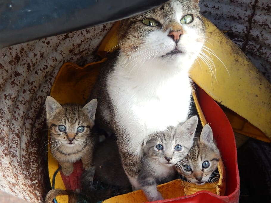 close-up photo, silver cat, kitten litter, Cats, Kittens, Animals, Pets, Homeless, domestic Cat, animal