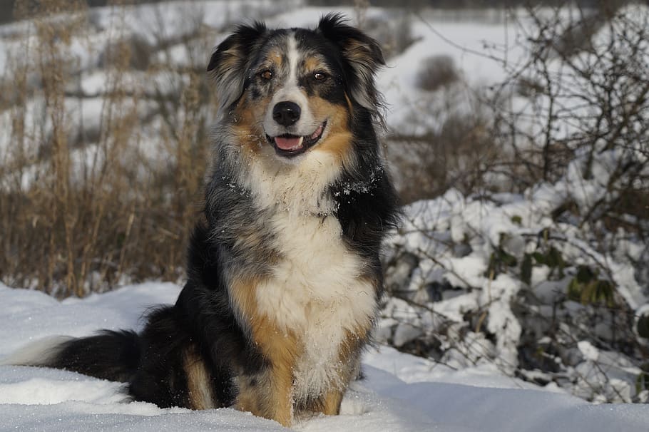 australian shepherd, dog, pet, blue merle, animal portrait, snow, cold temperature, winter, one animal, pets