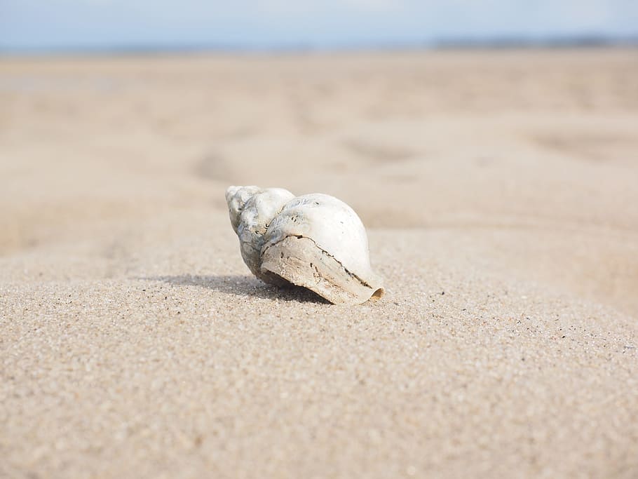 selective, focus, photographed, white, shell, sand, whelk, snail, animal, buccinum undatum