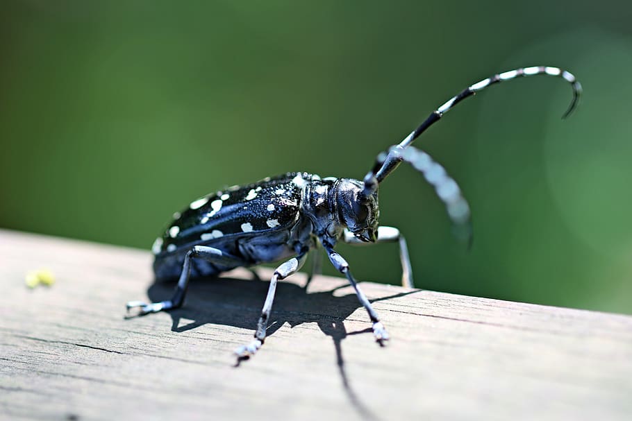 kumbang bertanduk panjang alrak, kumbang, serangga, alam, gunung, makro, hijau, imbuhan, hutan, satu hewan