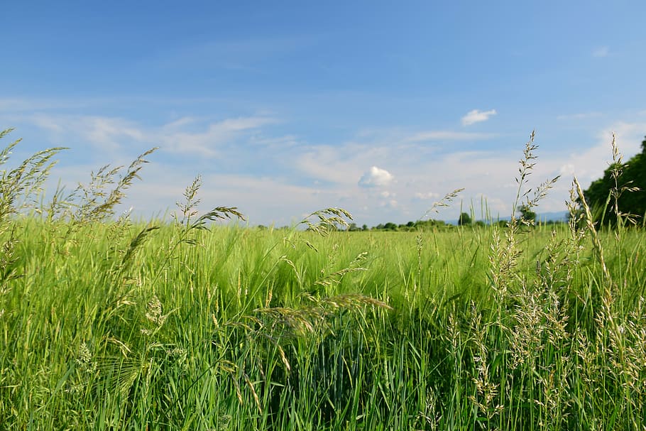 green, grassfield, blue, skies, day, landscape, field, bluegrass, sky, spring