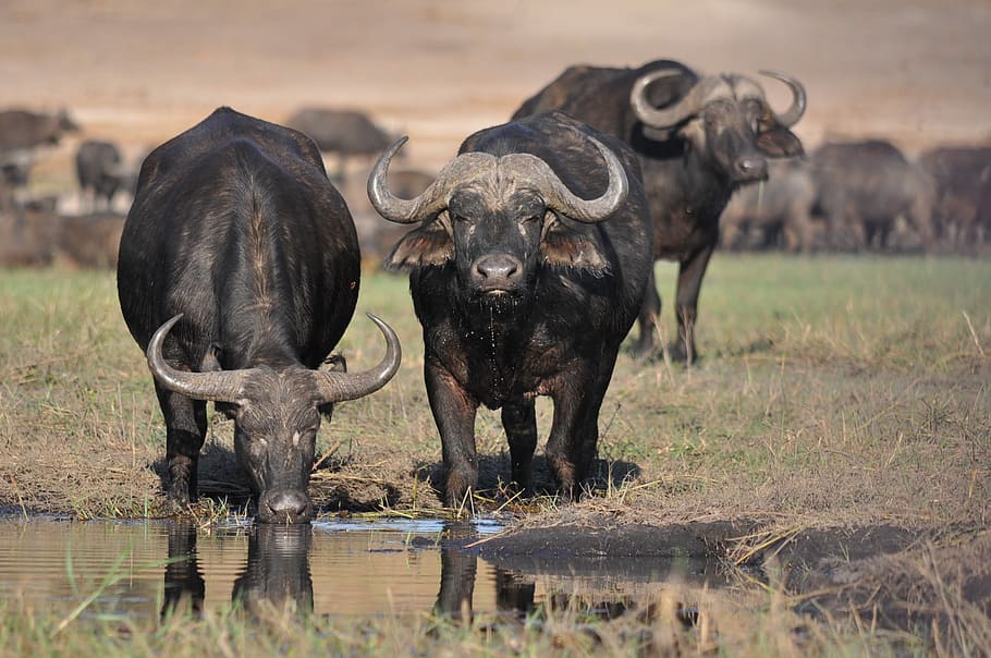 três, búfalo de água, ao lado, corpo, mamífero, animal, animais selvagens, safari, gado, touro