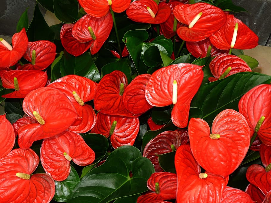 fotografi jarak dekat, merah, bunga anthurium, mekar, anthurium, daun, bunga flamingo, tanaman, aronstabgewaechs, araceae