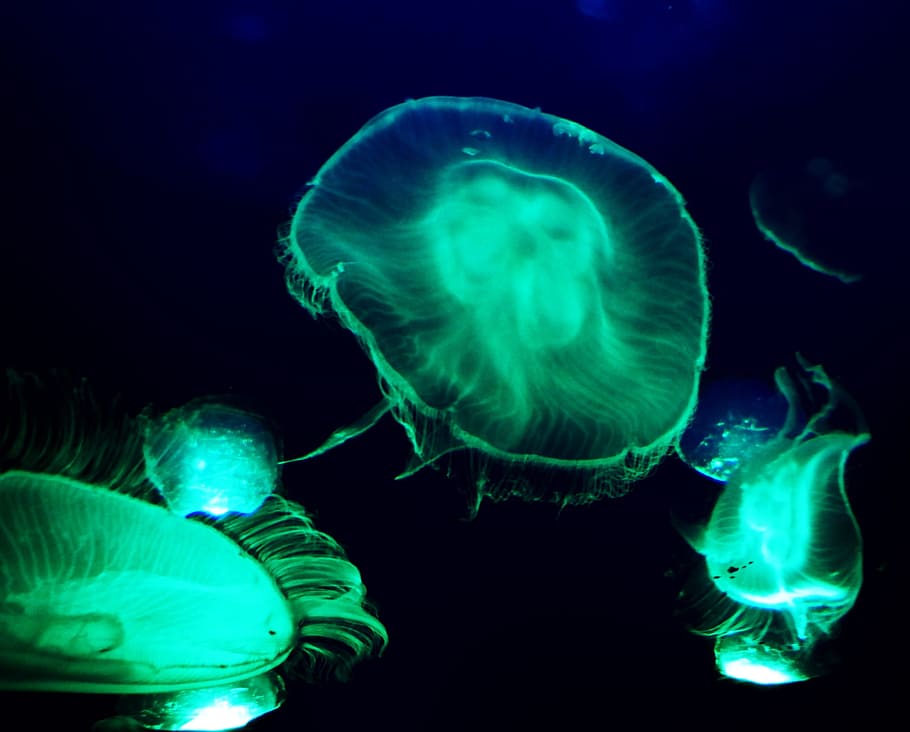 jellyfish, underwater, deep, science, dynamic, toxic, darkness, movement, background, water