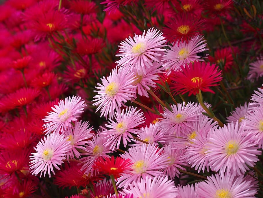 matsubagiku, flowers, red, pink, red purple, skinny, yellow, vivid, chrysanthemum, flower