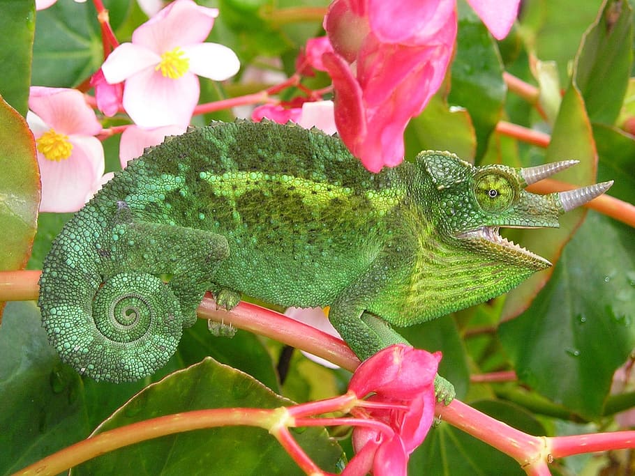 chameleon, three, horned, Three Horned Chameleon, chamaeleo jacksonii, jackson's chameleon, animal, nature, exotic, green color