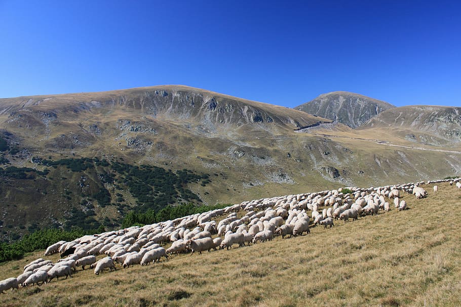 flock, grazing, lambs, mountain, romania, sheep, animals, travel, landscape, environment