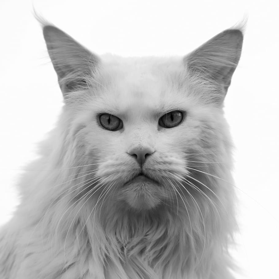 cat, man, pride, angry, mainecoon, animal, hangover, mammal, eyes, portrait