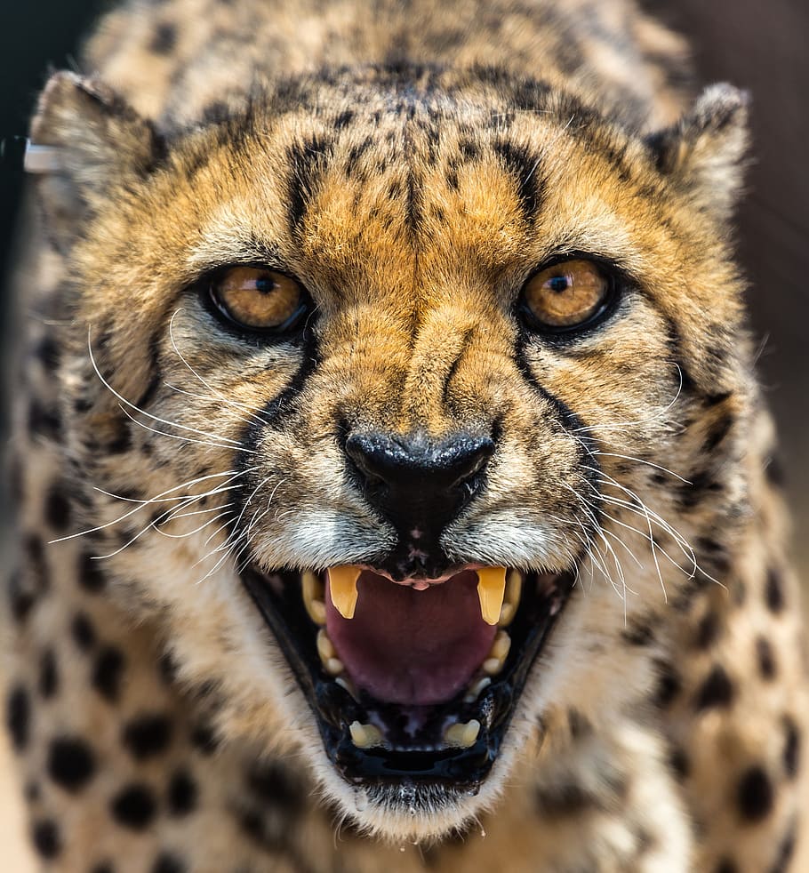 closeup, melolong, cheetah, afrika, namibia, kucing, mata, gigi, hewan, tema hewan