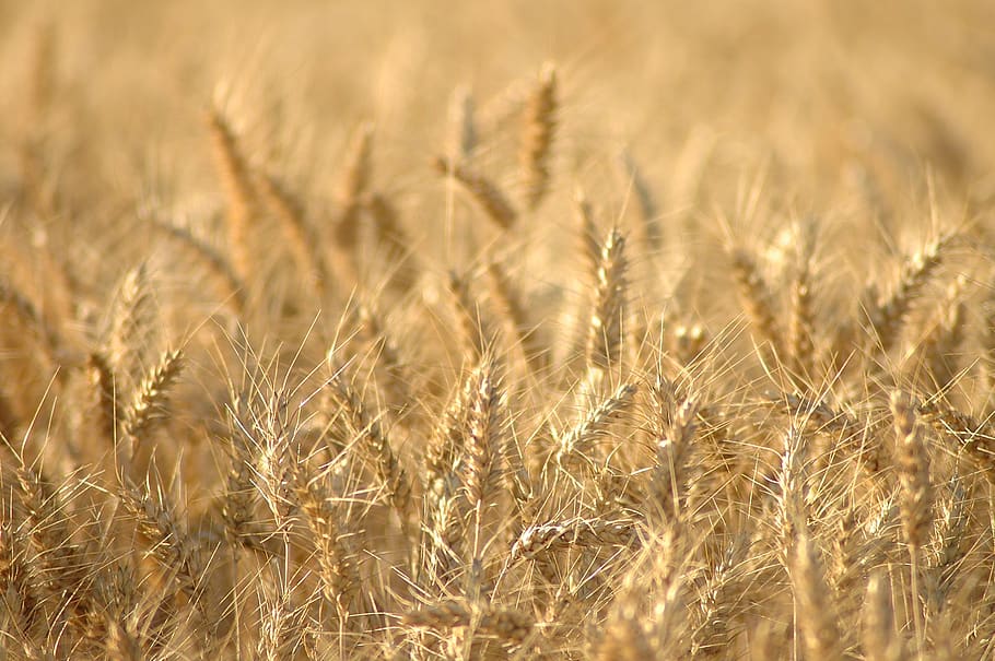 wheat, epi, summer, field, agriculture, nature, harvest, plant, grain, rural