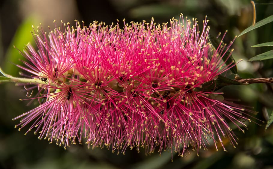 Bottle Brush растение