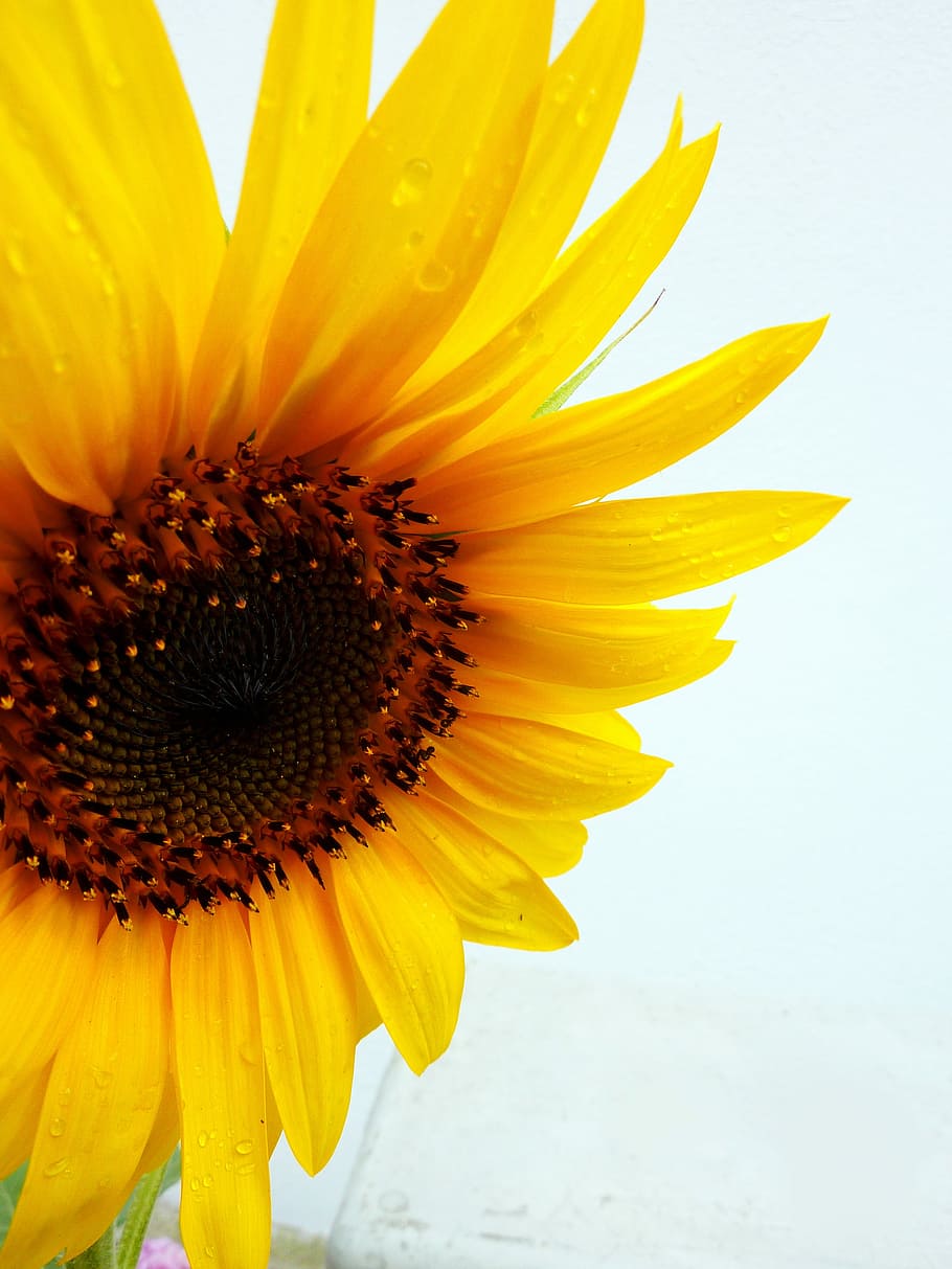 Sun Flower, Yellow, Blossom, summer, bloom, flower, nature, garden, field, sunflower field
