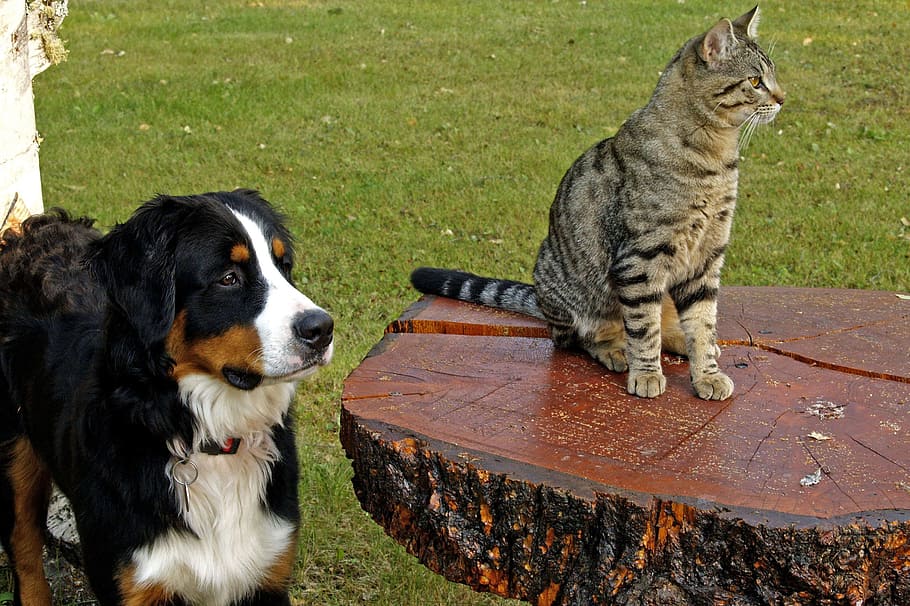 brown, tabby, cat, wood slab table, bernese mountain dog, canine, striped, feline, pets, watching synchrone