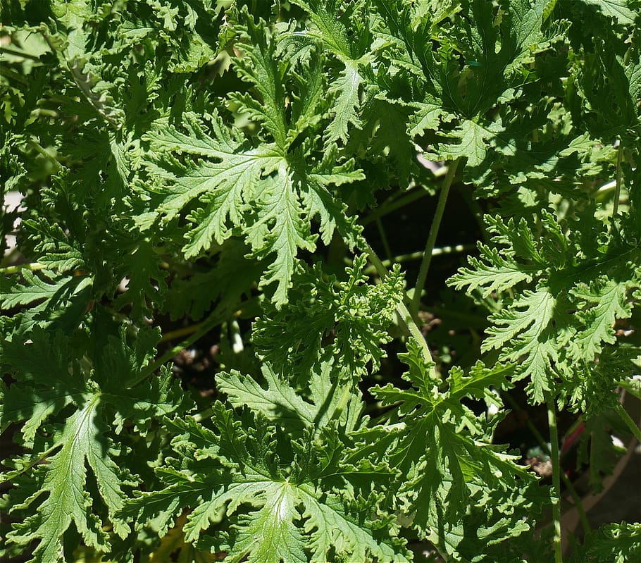 citronella leaves, citronella, leaves, pot plant, plant, deck, patio, nature, green color, growth