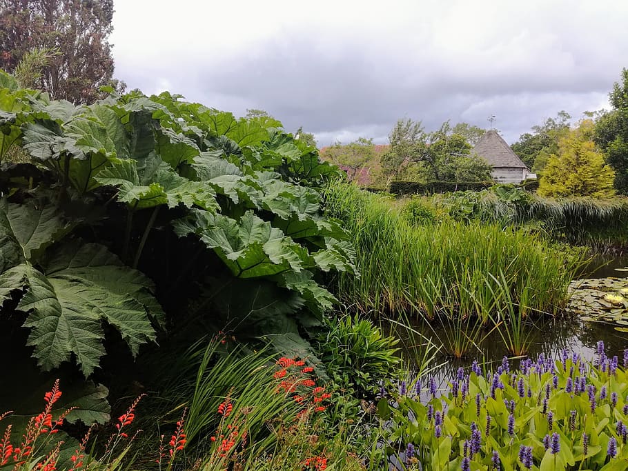 great dixter, pond, garden, nature, northiam, rye, east sussex, south gland, england, plant