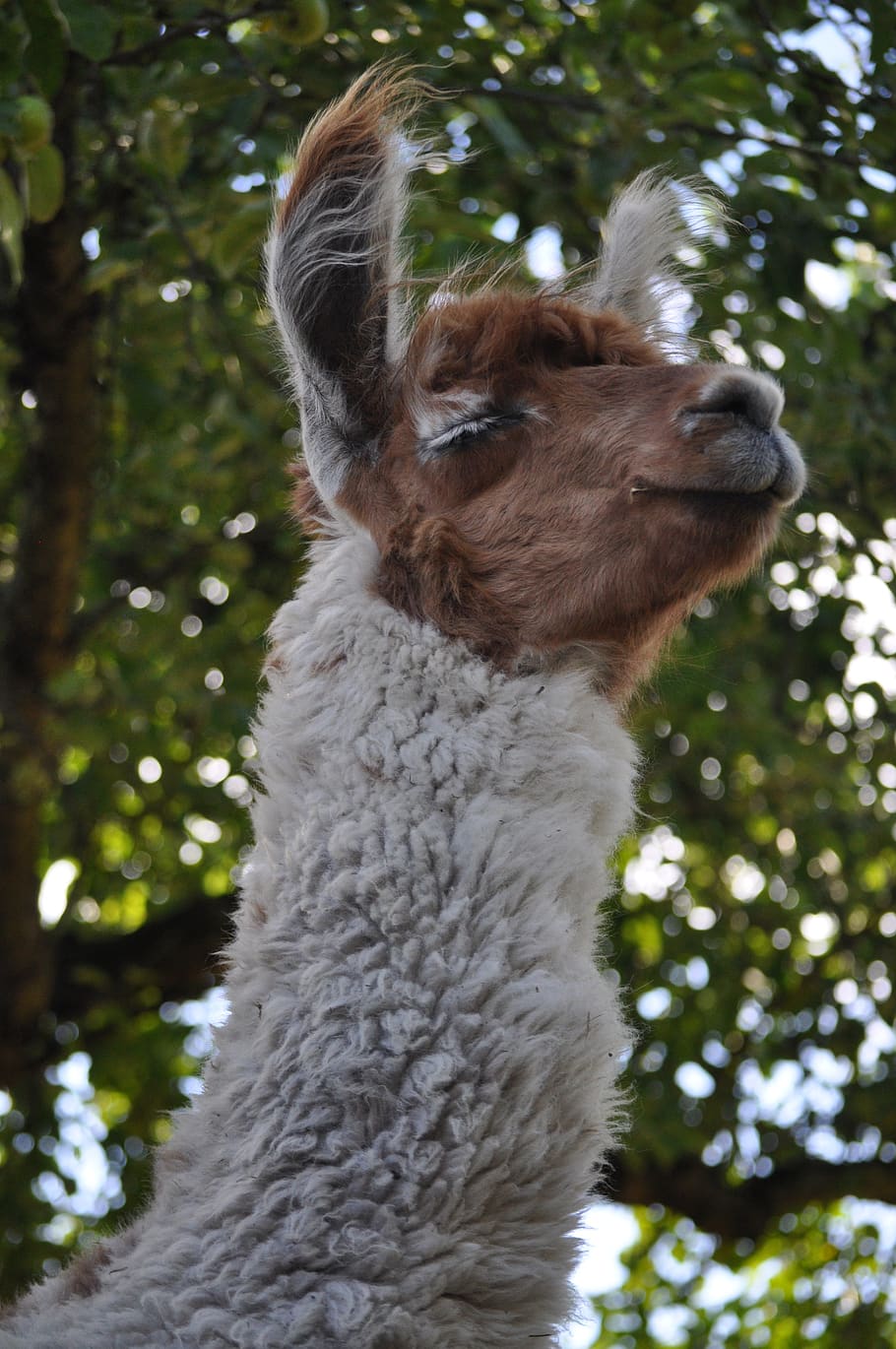 lama, alpaca, hairy, fluffy, animal, foto session, chilled, one animal, animal themes, mammal