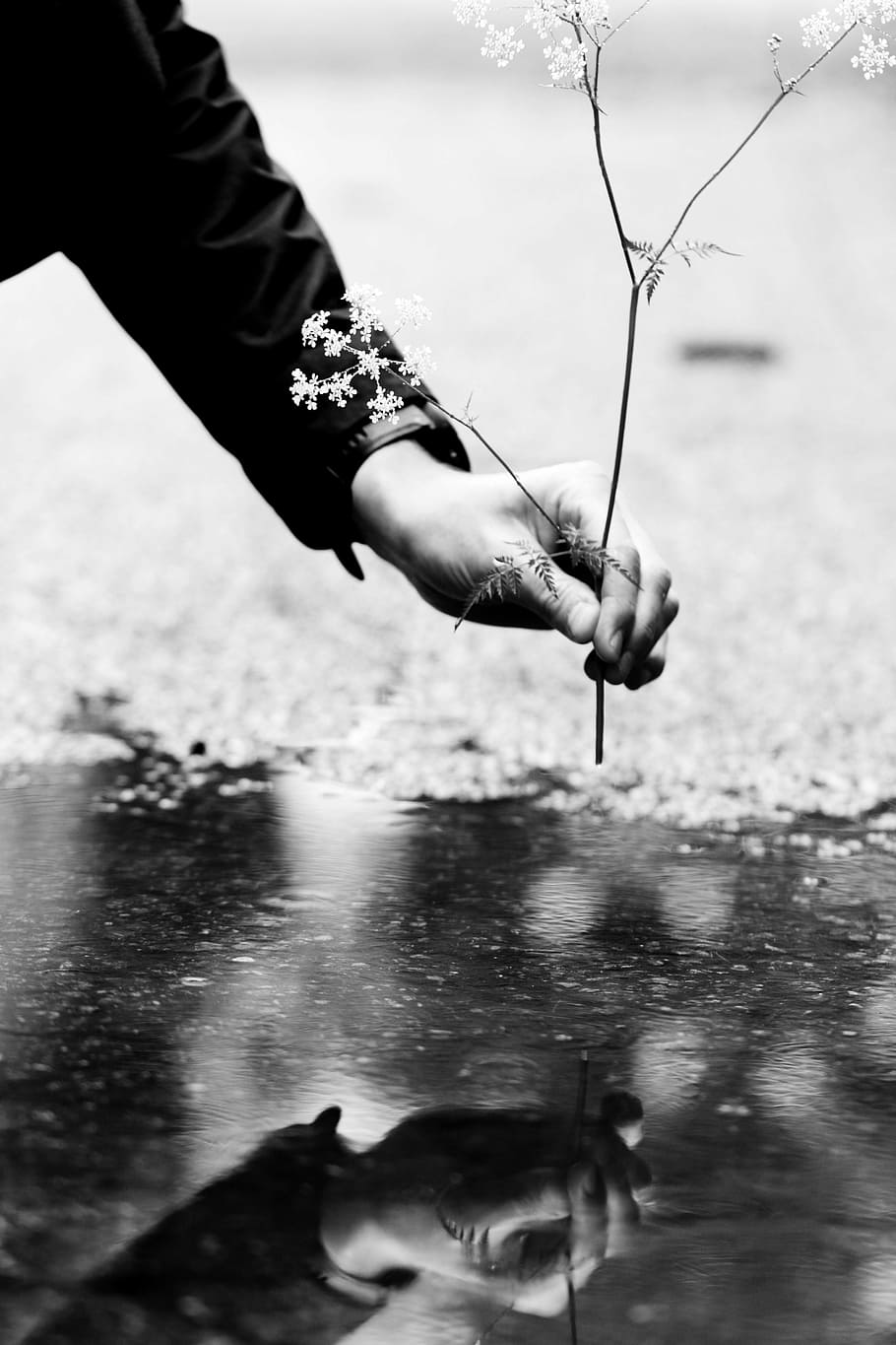 flower, hand, contrast, water, mud puddle, reflection, nature, human Hand, black And White, outdoors
