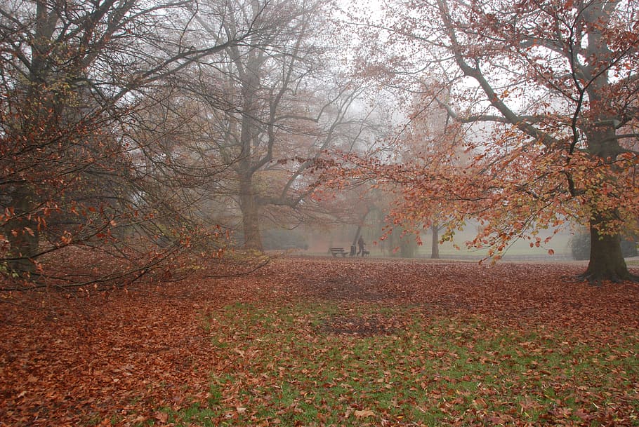 Outono, cores de outono, nevoeiro, névoa, úmido, molhado, paisagem, natureza, parque, marrom