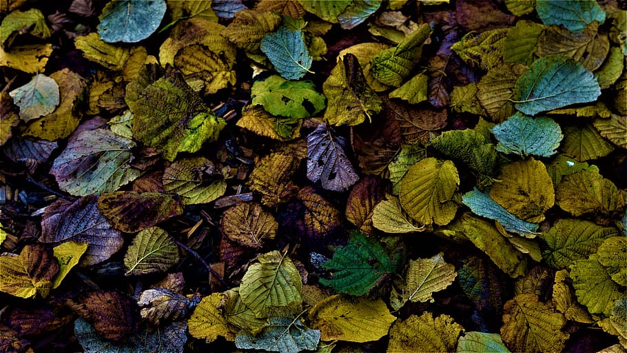 background, autumn, dark, wet, cold, fall foliage, leaves, colorful, depression, rainy weather
