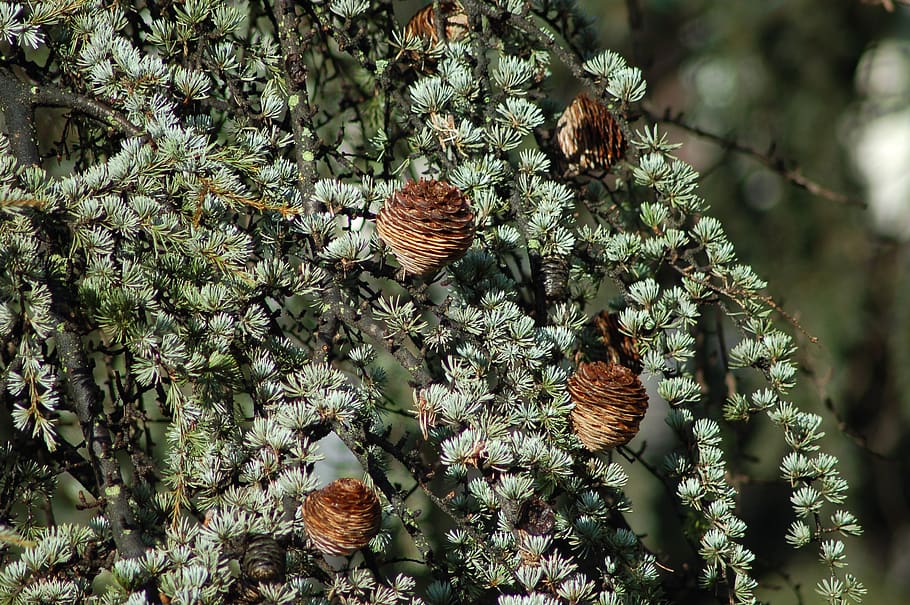 cedar of the himalayas, cedrus deodara, evergreen conifer, plants, pine cones, cone, plant, growth, tree, beauty in nature