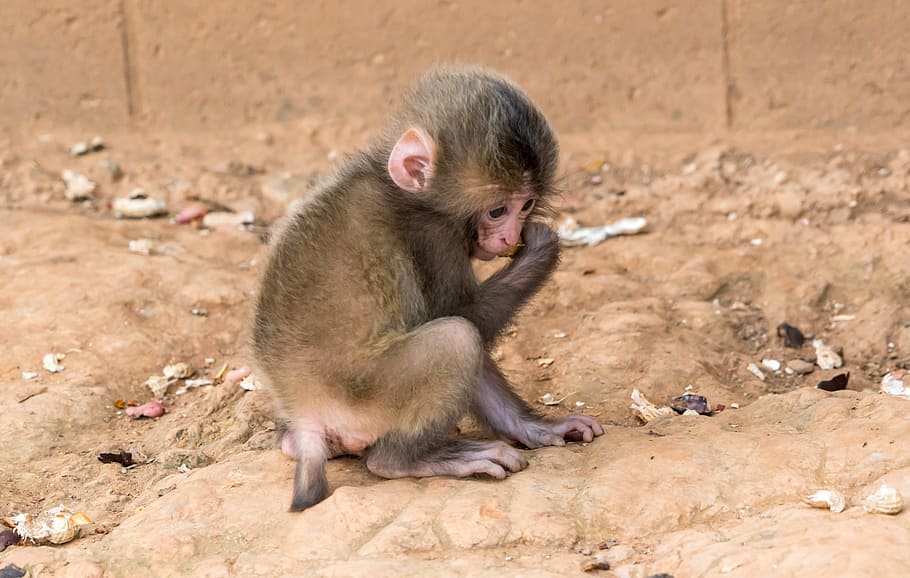 Monkey, Baby, Animal, Wildlife, Mammal, baby, animal, young, small, cute, arashiyama monkey park